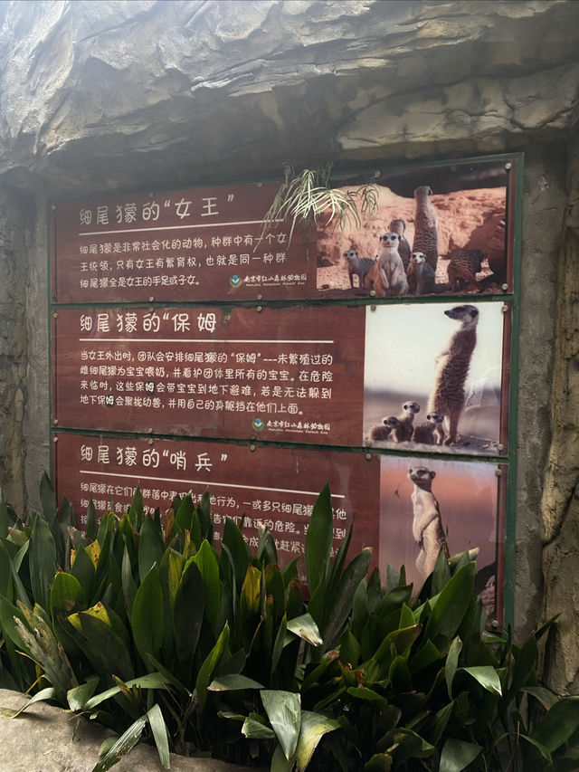 南京去哪兒｜集科普和觀賞於一身的紅山森林動物園