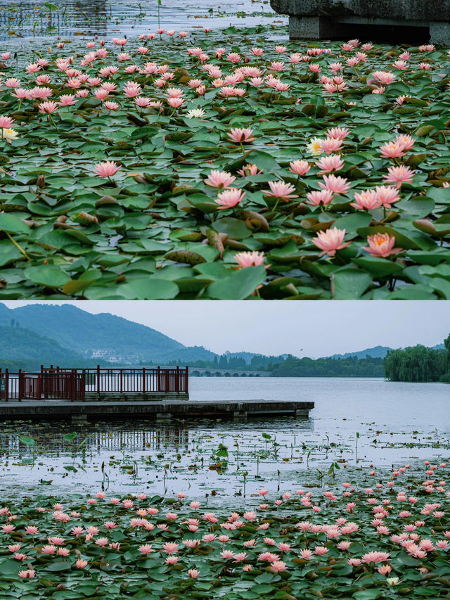 原以為茅家埠的睡蓮夠美了，直到我去了湘湖
