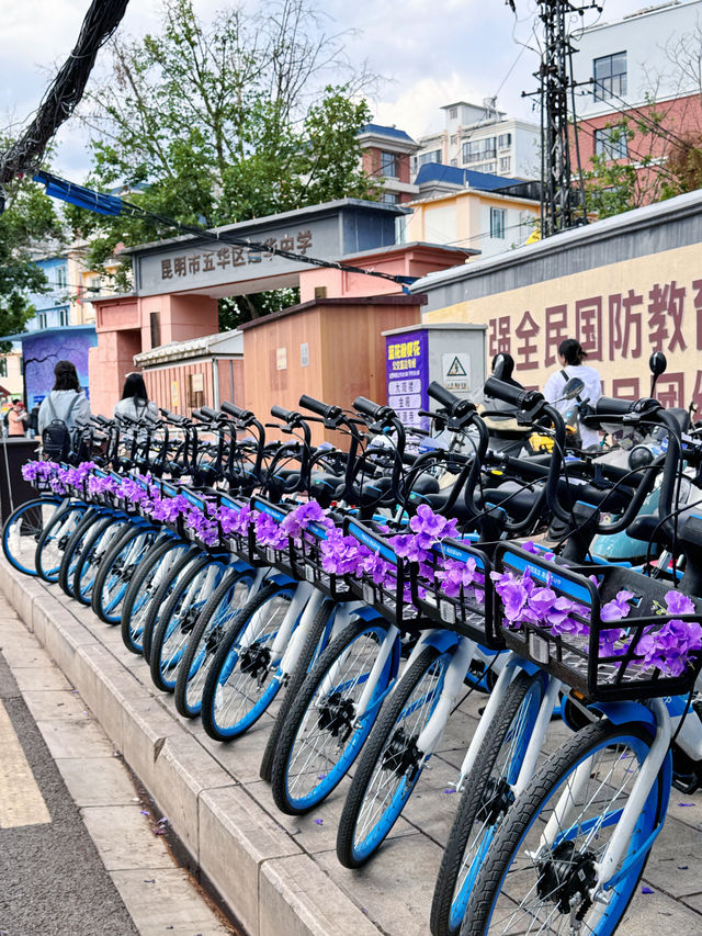 媽呀飛行2000km追到昆明藍花楹！浪漫宇宙具象化了