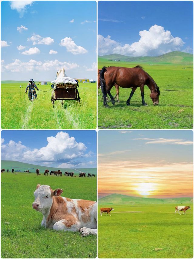 人生建議6-8月的內蒙古，你總要去一趟吧！因為真的太美了