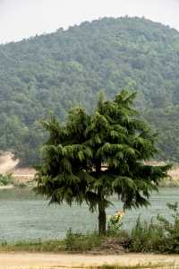 南京自駕1h可直達山頂大草原看日落