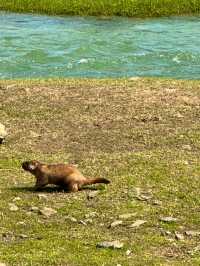 我的阿勒泰之可可托海