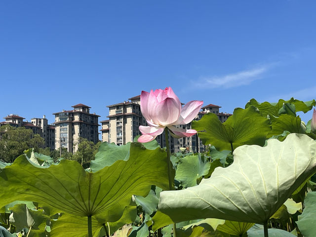 夏日荷花別樣紅，相約在永康香樟公園看荷