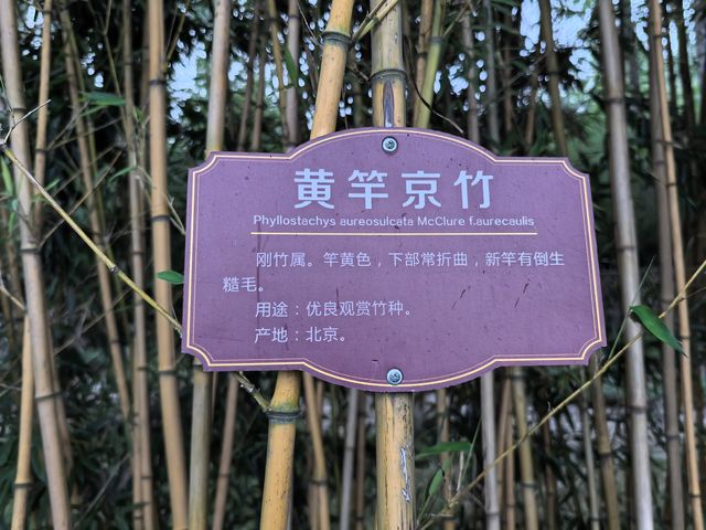 竹林水鄉西張趕