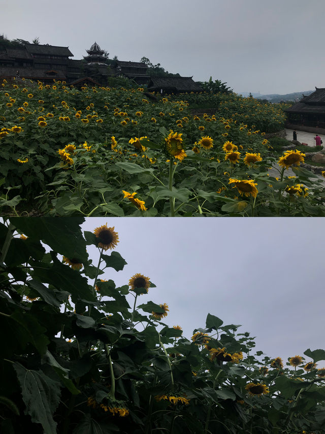 能打敗李莊古鎮的，那就只有夜晚的李莊古鎮了！！！