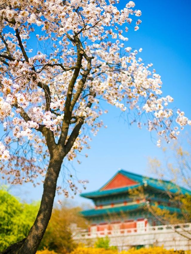 🌟 Seoul's Top Spots: Culture, Thrills & Views! 🏯🎢🌆