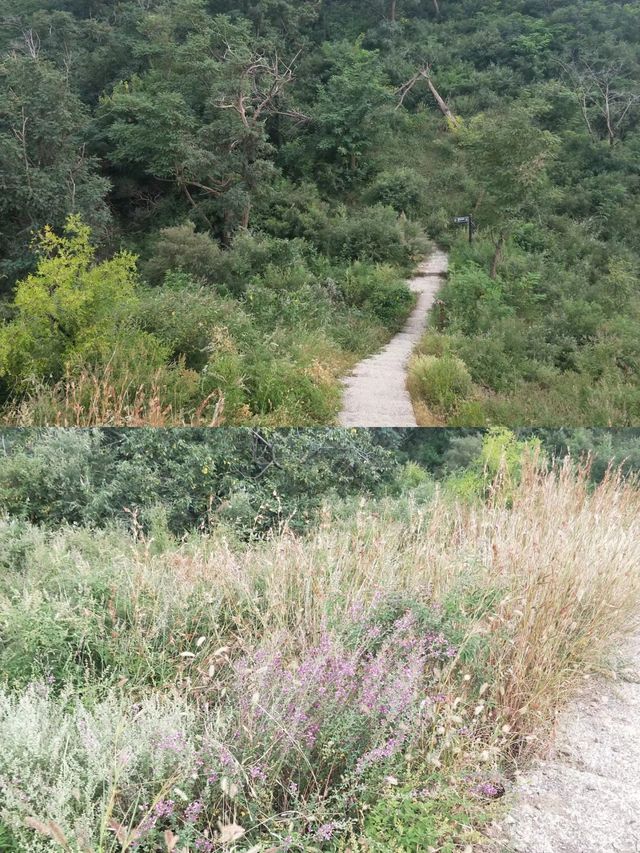 濱州鄒平市鶴伴山國家森林公園