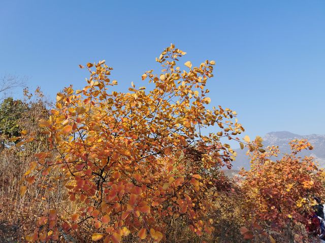 坡峰嶺。