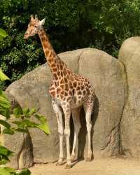 《邂逅巴黎動物園，開啟奇妙自然之旅》。