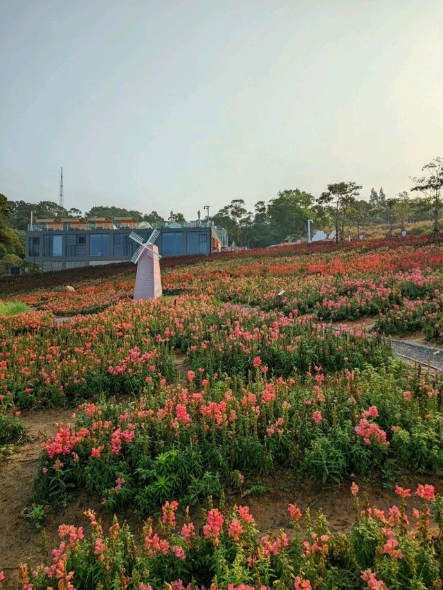 廈門｜早起的鳥兒有花看｜梅海花臺