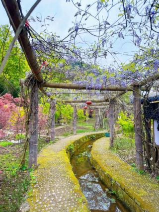 Chongqing Kaizhou District | Shengshan Botanical Garden | Kaizhou Rose.