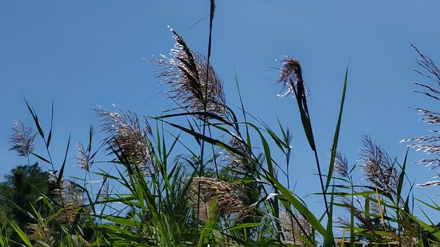 阜新寶地溫泉小鎮養心湖秋之感受。