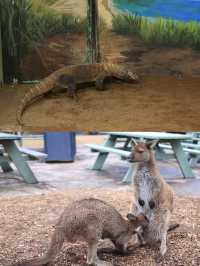澳大利亞·悉尼  爬行動物公園遊玩攻略。