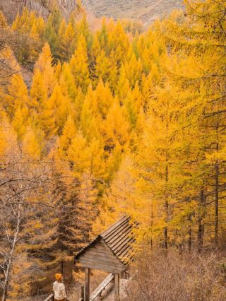 It takes 3.5 hours to get there from Beijing, and yet no one knows about this beautiful fairytale fir forest.