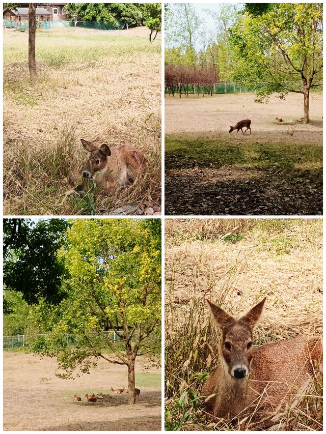 上海華夏公園—「獐」顯溜娃好去處。