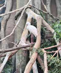 美國芝加哥｜林肯動物園。
