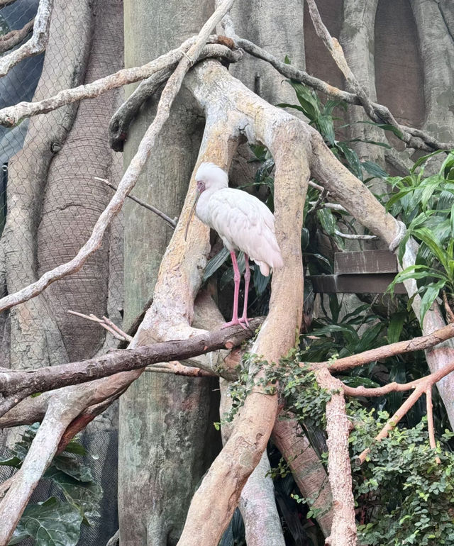 美國芝加哥｜林肯動物園。