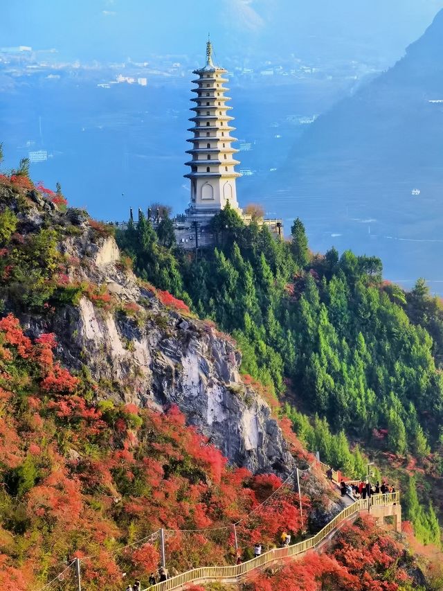漫山紅葉似彩霞，最美三峽紅葉季來啦。