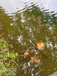 滿園桂雨！一起去尋覓那「桂花味」的秋天。