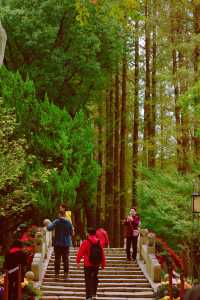 又到了醉白池最美的季節。