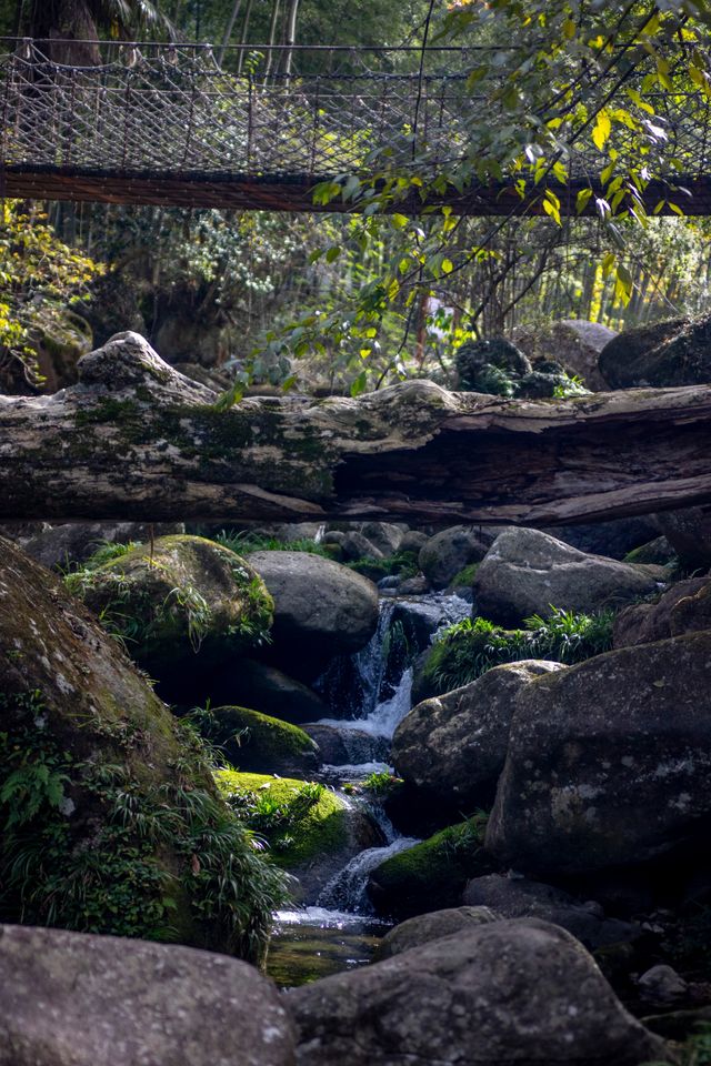 我在武功山下發現了一座百年古樹村。
