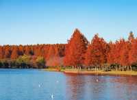 東京！12月的紅葉水杉森林！