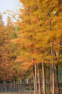 北龍湖濕地公園的水杉，開始紅了。