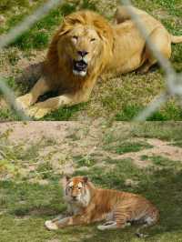 神鵰山動物園。