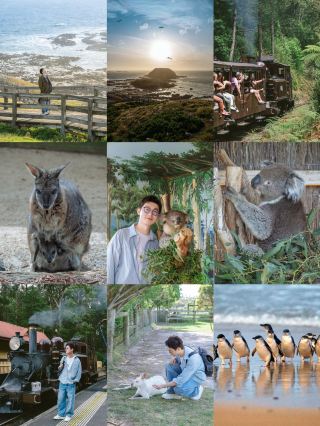 Melbourne Surroundings | Steam Train + Penguin Island Day Tour Guide.