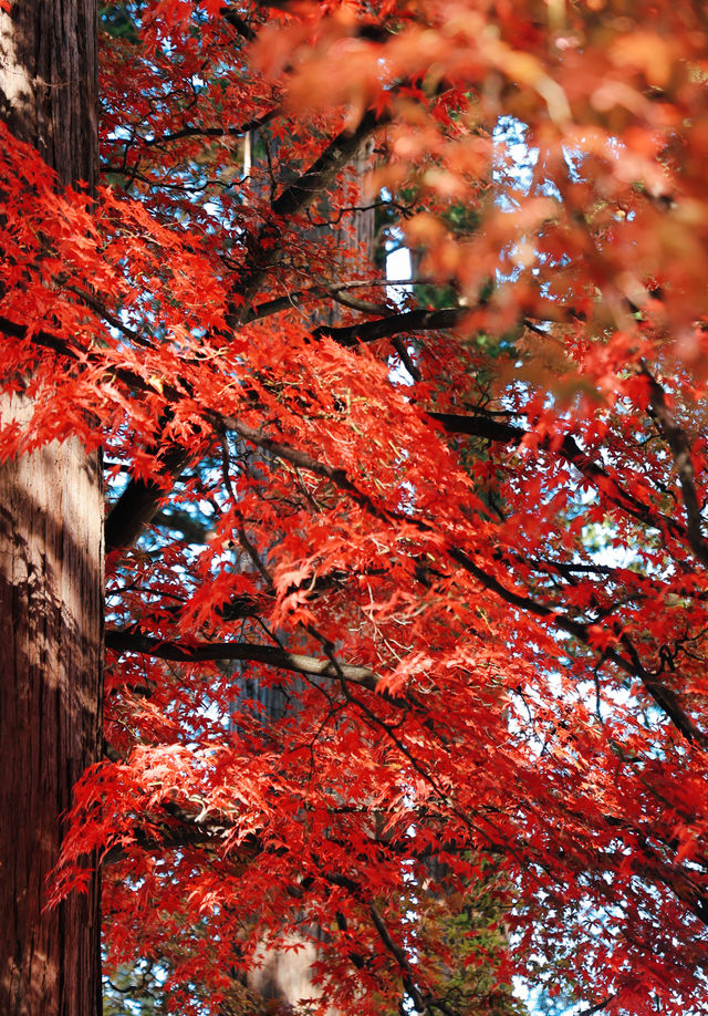 日本長野長圓寺 血紅的楓美極了。