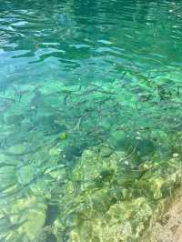 天峨最全藍刀魚觀賞點！