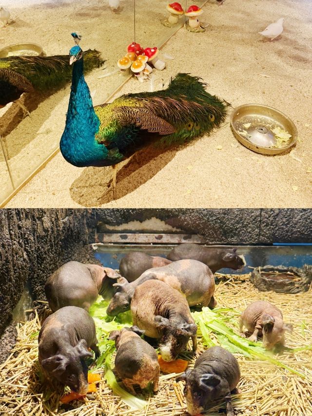夢幻海底世界與驚喜之旅。