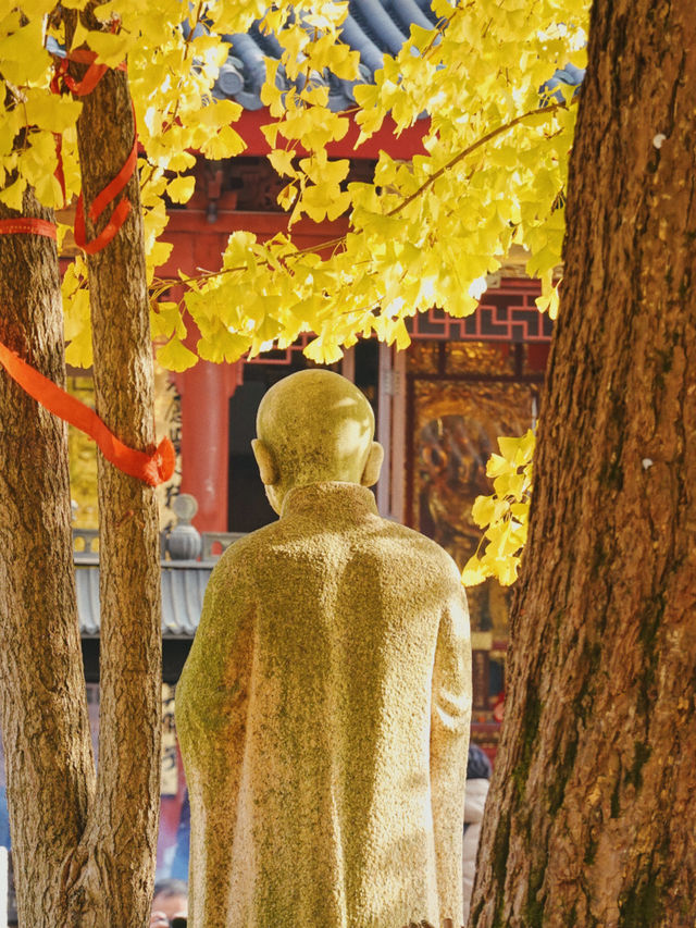 上海青浦｜誰還沒看過銀杏季的報國寺