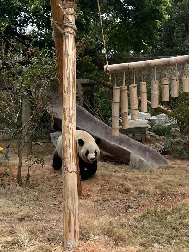 不用去成都！在廈門也能看到大熊貓