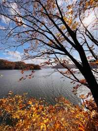 吉林延邊|紅石峰國家森林公園•冬日落葉凋零的美