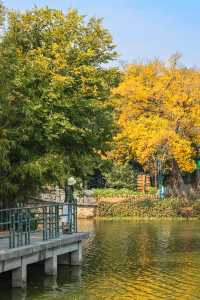錯過再等一年佛山這個地鐵直達的公園秋景好美