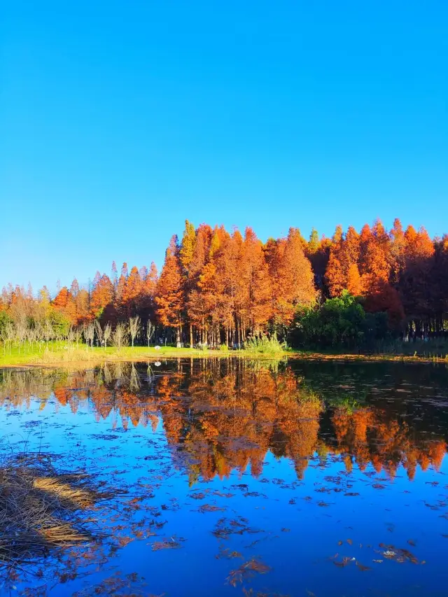 This is the most beautiful redwood forest in Kunming. Kunming's winter beauty is on another level...