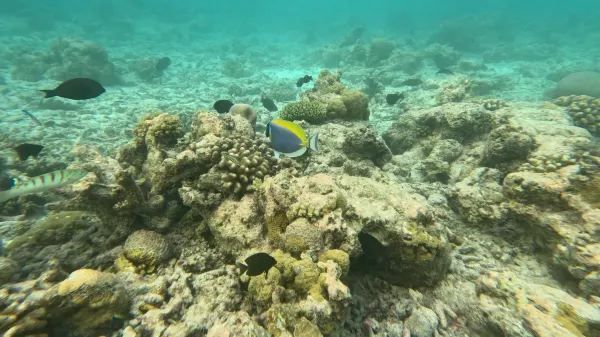 The Ultimate Maldives (Velaa Private Island) Guide + Tips