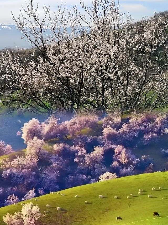 2025春季花海盛宴：賞花攻略大放送