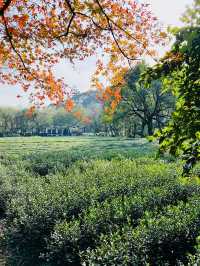 西湖風景區的茶園