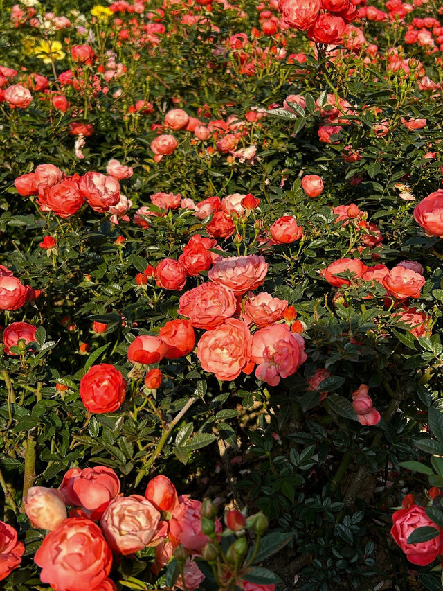 #深圳市立新湖公園的花海盛宴