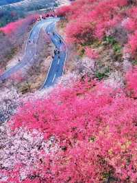 直擊《國家地理》封面級櫻花仙境!