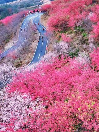 直擊《國家地理》封面級櫻花仙境!