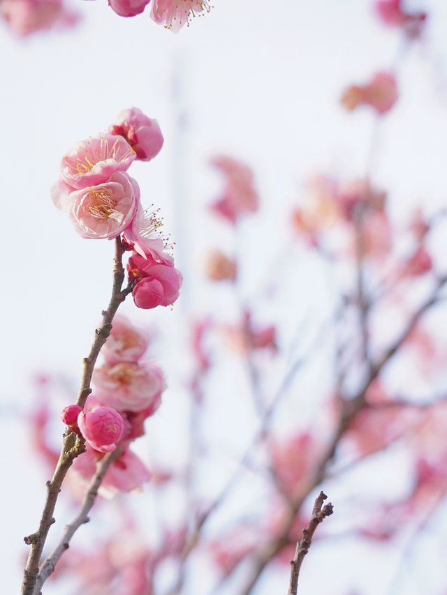 上海賞花｜春光無限好 梅花始盛開