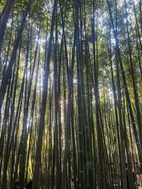 無數人追問的拍照聖地｜普照寺