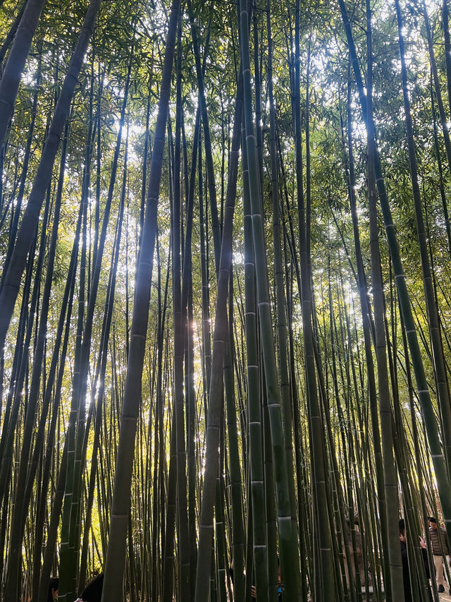 無數人追問的拍照聖地｜普照寺