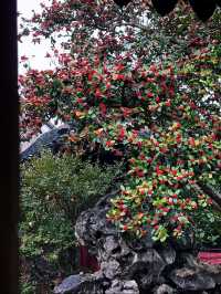 蘇州8座小眾園林的春和景明附賞花遊路線