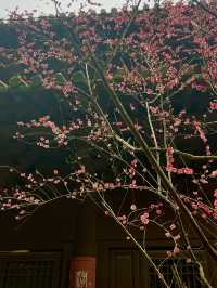2.22杭州高麗寺梅花實況～