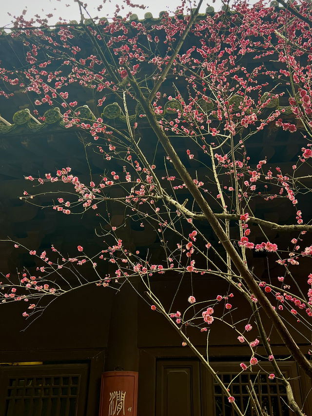 2.22杭州高麗寺梅花實況～