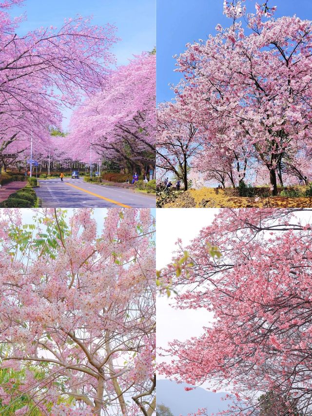 春天賞花必帶老婆去嘅浪漫城市